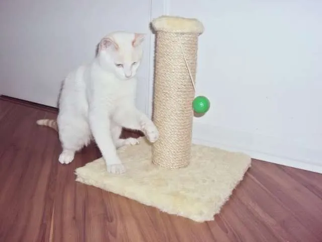 Gato ra a vira lata idade 7 a 11 meses nome Vitinho GRATIFICA