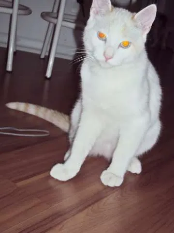 Gato ra a vira lata idade 7 a 11 meses nome Vitinho GRATIFICA
