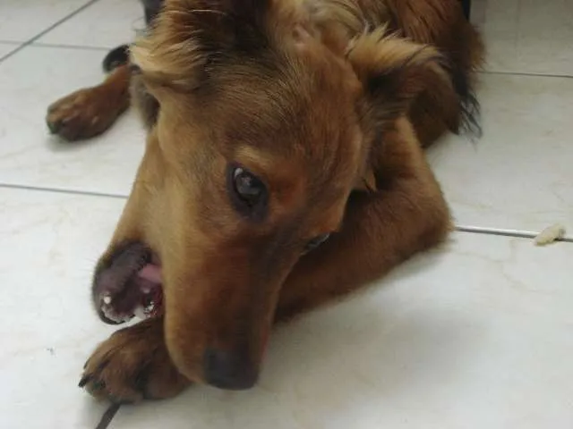 Cachorro raça SRD idade 7 a 11 meses nome Apollo