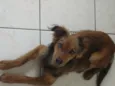 Apollo