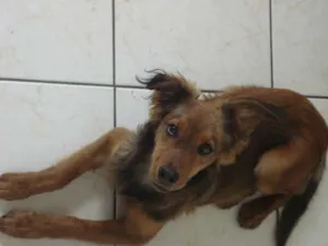 Cachorro raça SRD idade 7 a 11 meses nome Apollo