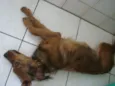 Apollo