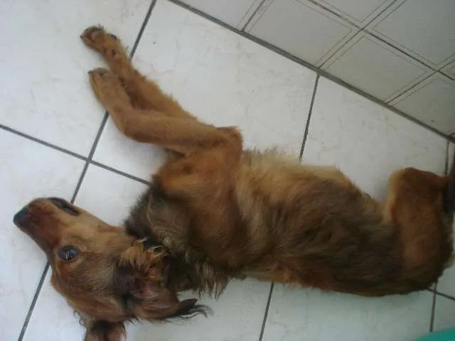 Cachorro raça SRD idade 7 a 11 meses nome Apollo