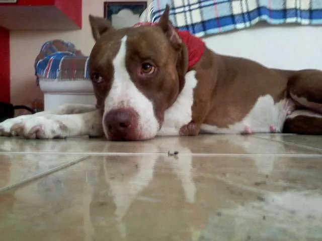 Cachorro ra a Pit-Bull idade 2 anos nome sem nome