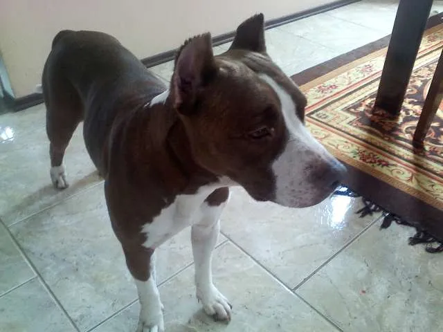 Cachorro ra a Pit-Bull idade 2 anos nome sem nome