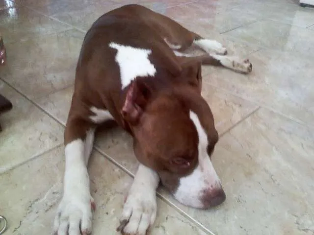 Cachorro ra a Pit-Bull idade 2 anos nome sem nome