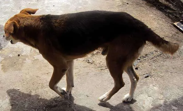 Cachorro ra a SRD idade  nome Bebê/Chips e Neguinha