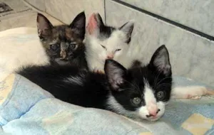 Gato raça SRD idade Abaixo de 2 meses nome 5 Lindos