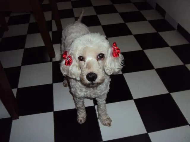 Cachorro ra a Poodle idade 2 anos nome Encontrada