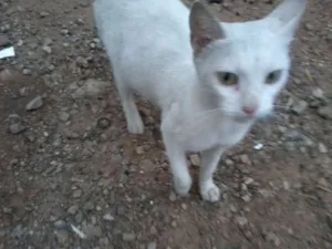 Gato raça SRD idade  nome Mãezinha