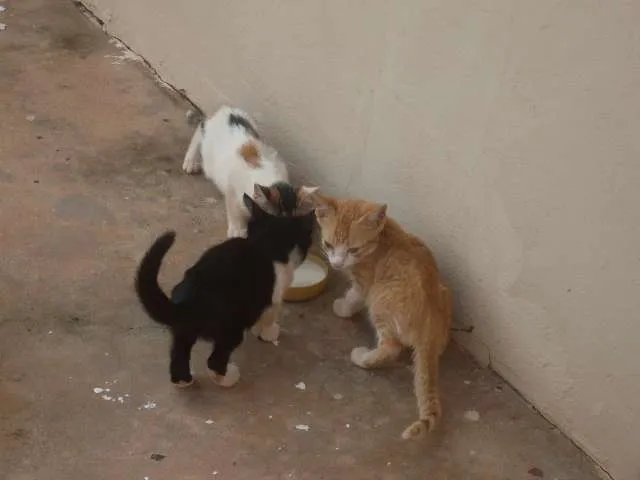 Gato ra a  idade Abaixo de 2 meses nome Indefinido