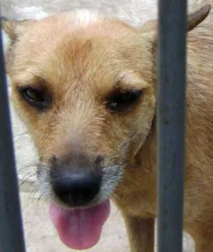 Cachorro raça SRD idade 1 ano nome Chimbika