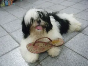 Cachorro raça shitzu idade 2 anos nome Titan GRATIFICA