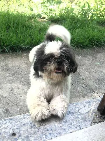 Cachorro ra a shitzu idade 2 anos nome Titan GRATIFICA