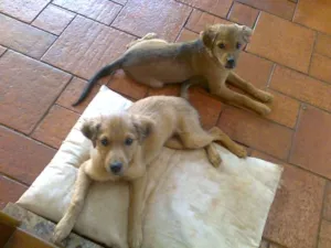 Cachorro raça SRD idade 2 a 6 meses nome Nala e Bibi