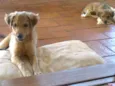 Nala e Bibi