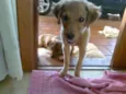Nala e Bibi