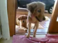 Nala e Bibi