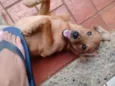 Nala e Bibi