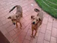Nala e Bibi