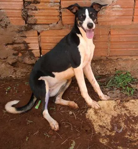 Cachorro ra a SRD idade 7 a 11 meses nome Kira