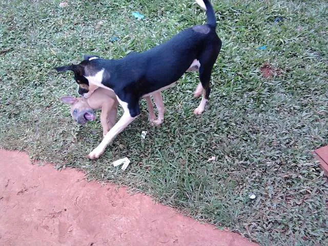 Cachorro ra a SRD idade 7 a 11 meses nome Kira