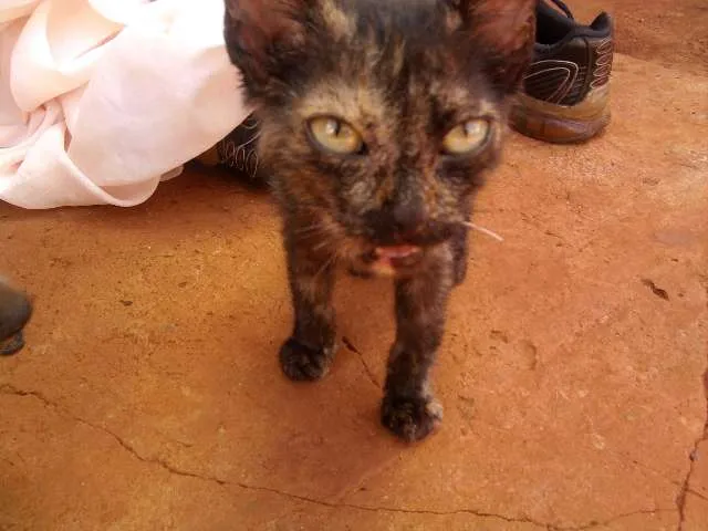 Gato ra a SRD idade 2 a 6 meses nome Tônia 