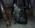 Tônia