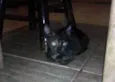 Tônia