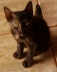 Tônia