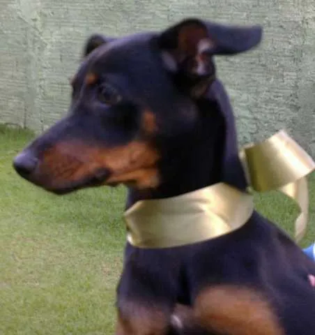 Cachorro ra a SRD idade 7 a 11 meses nome Biscoita