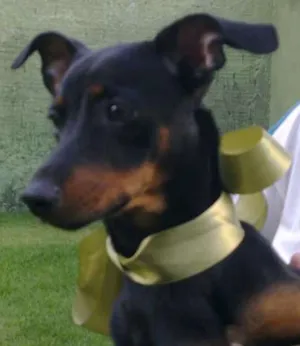 Cachorro raça SRD idade 7 a 11 meses nome Biscoita