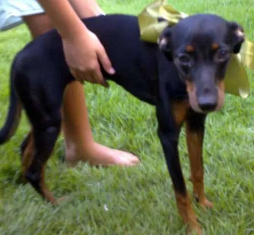 Cachorro ra a SRD idade 7 a 11 meses nome Biscoita