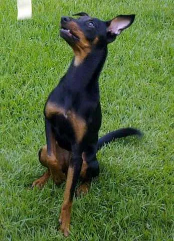 Cachorro ra a SRD idade 7 a 11 meses nome Biscoita