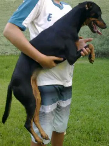 Cachorro ra a SRD idade 7 a 11 meses nome Biscoita