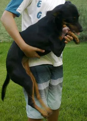 Cachorro ra a SRD idade 7 a 11 meses nome Biscoita