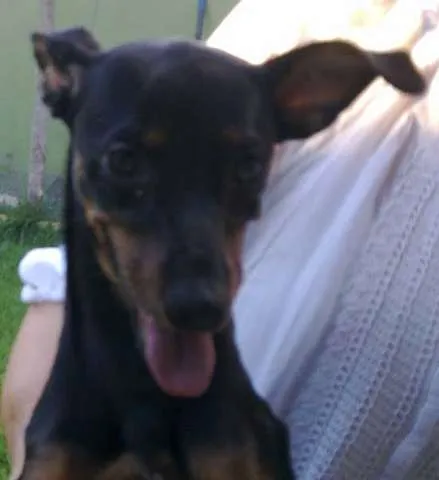 Cachorro ra a SRD idade 7 a 11 meses nome Biscoita