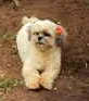 Cachorro ra a Lhasa Aapso idade 2 anos nome Nina GRATIFICA