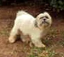 Cachorro ra a Lhasa Aapso idade 2 anos nome Nina GRATIFICA
