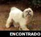 Cachorro raça Lhasa Aapso idade 2 anos nome Nina GRATIFICA