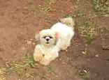 Cachorro ra a Lhasa Aapso idade 2 anos nome Nina GRATIFICA