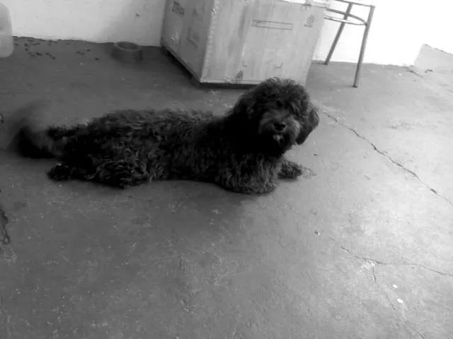 Cachorro ra a srd idade 1 ano nome Frederico