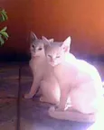 Fofinhos