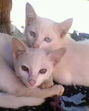 Gato ra a SRD idade 2 a 6 meses nome Fofinhos