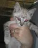 Gato ra a SRD idade Abaixo de 2 meses nome Nany