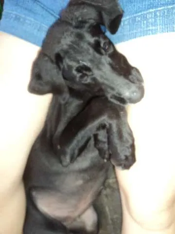 Cachorro ra a SRD idade 2 a 6 meses nome Preta