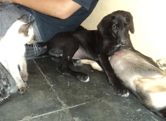 Cachorro ra a SRD idade 2 a 6 meses nome Preta