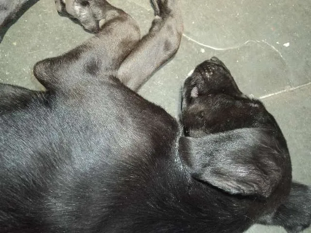 Cachorro ra a SRD idade 2 a 6 meses nome Preta