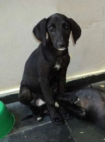 Cachorro ra a SRD idade 2 a 6 meses nome Preta