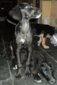 Preta